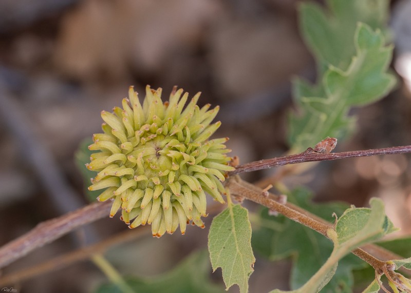 Quercus look photo 4