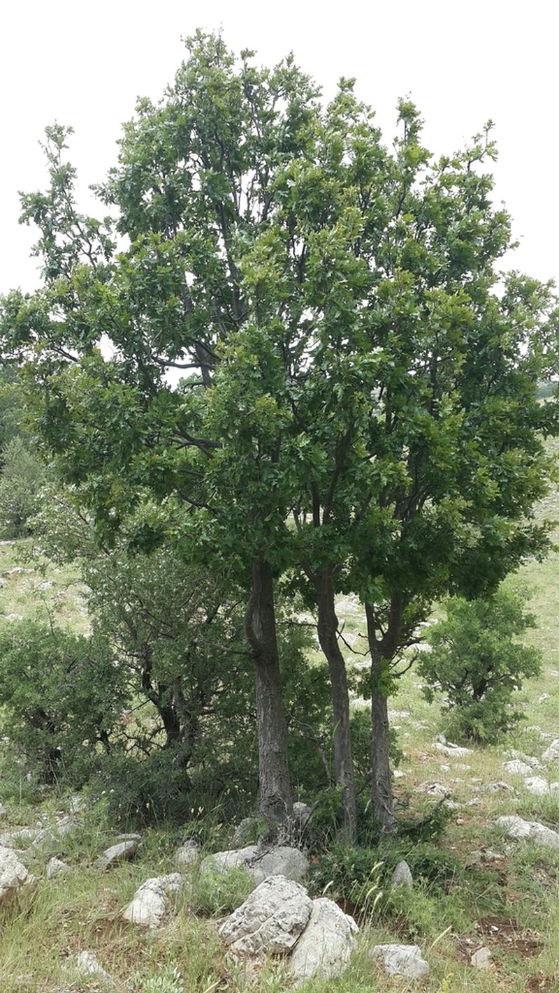 Quercus look photo 5