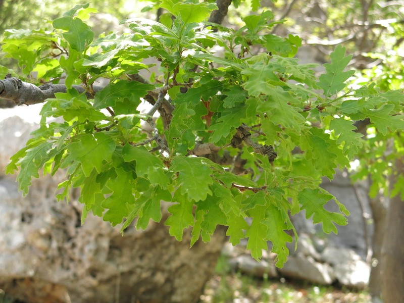 Quercus look photo 6