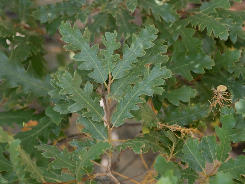 Quercus look photo 7