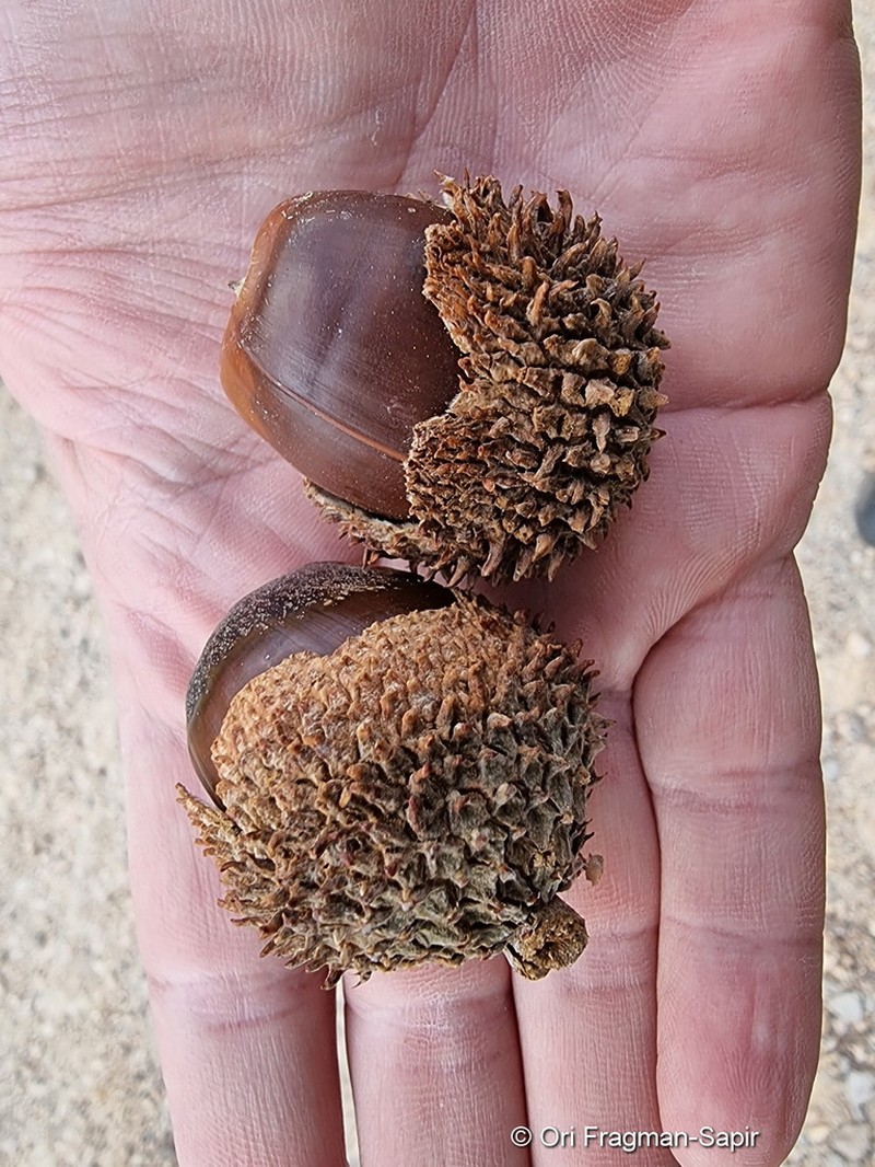 Quercus look photo 8
