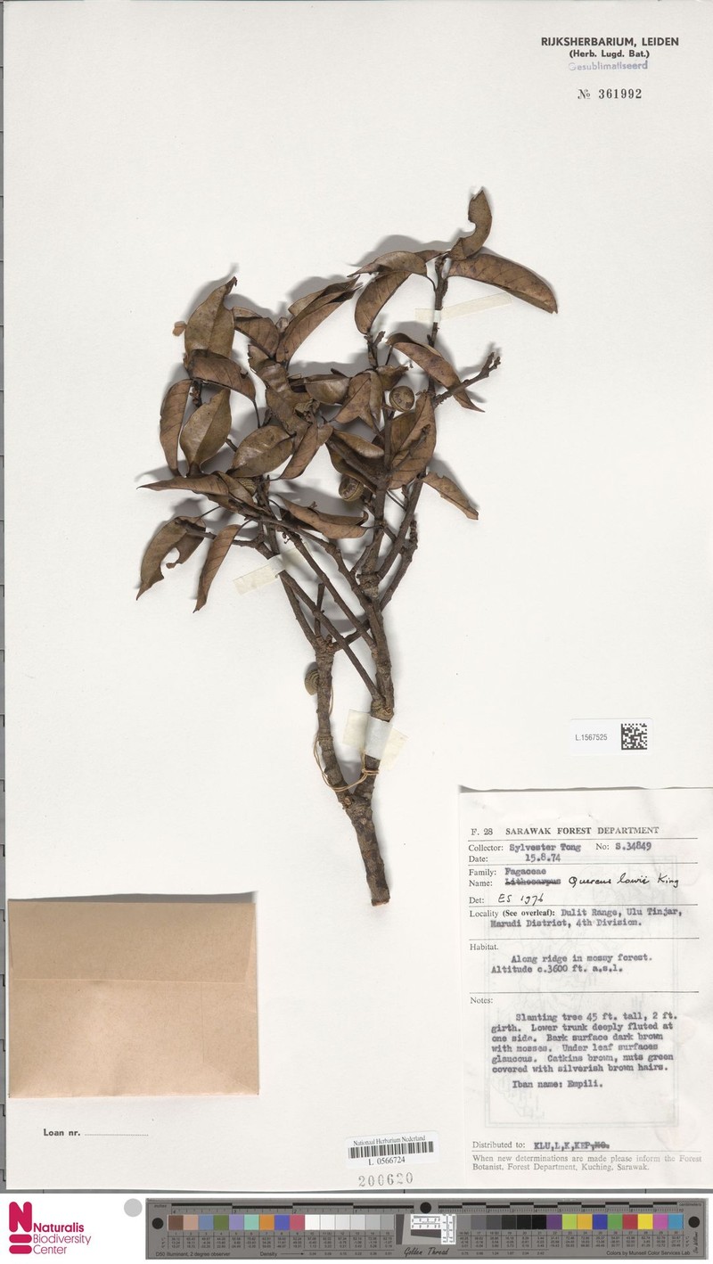 Quercus lowii