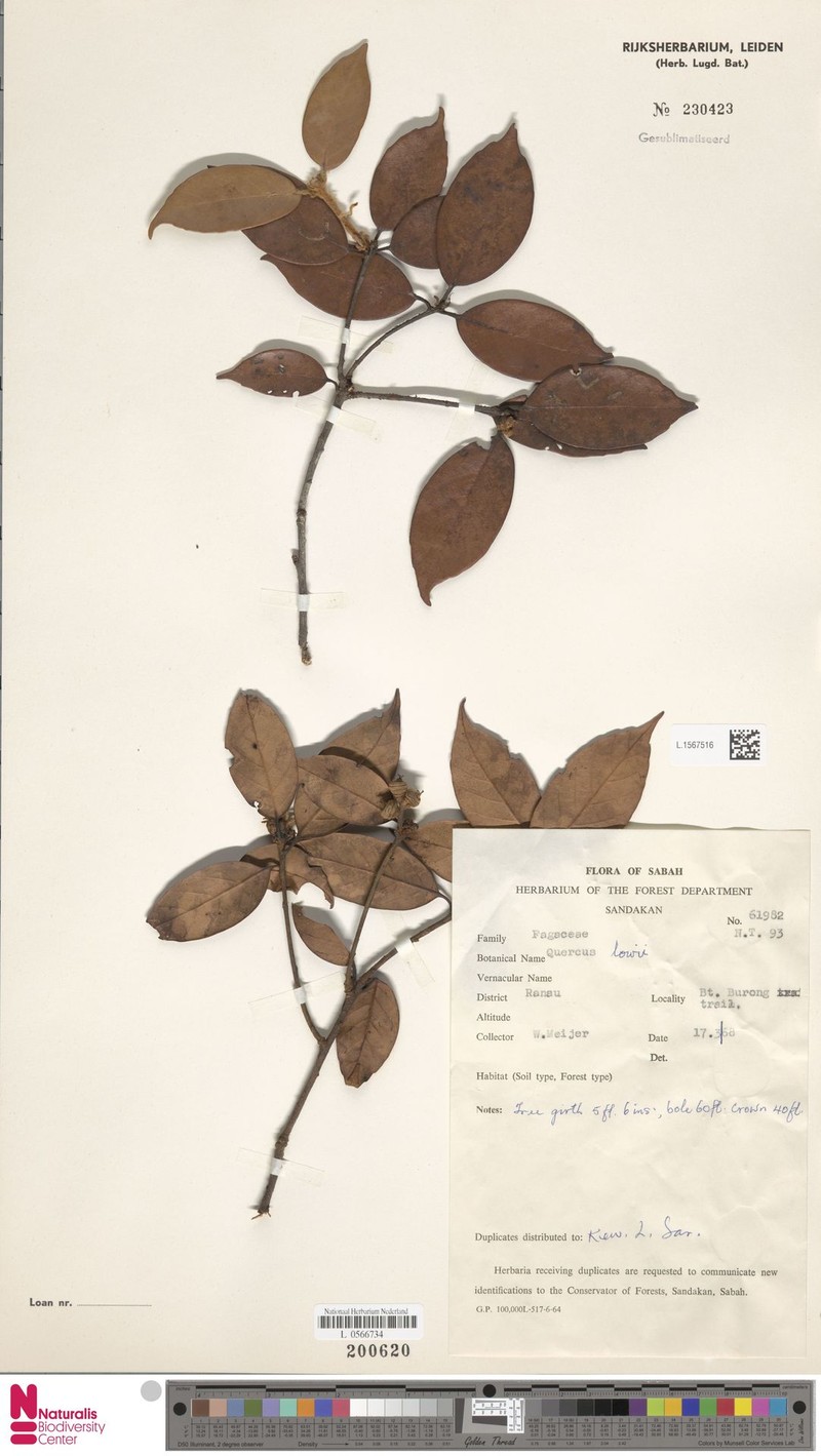 Quercus lowii photo 2