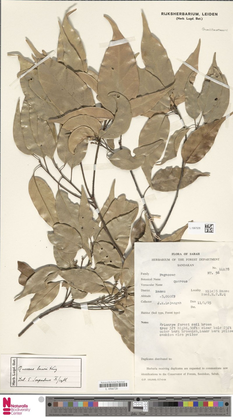 Quercus lowii photo 3