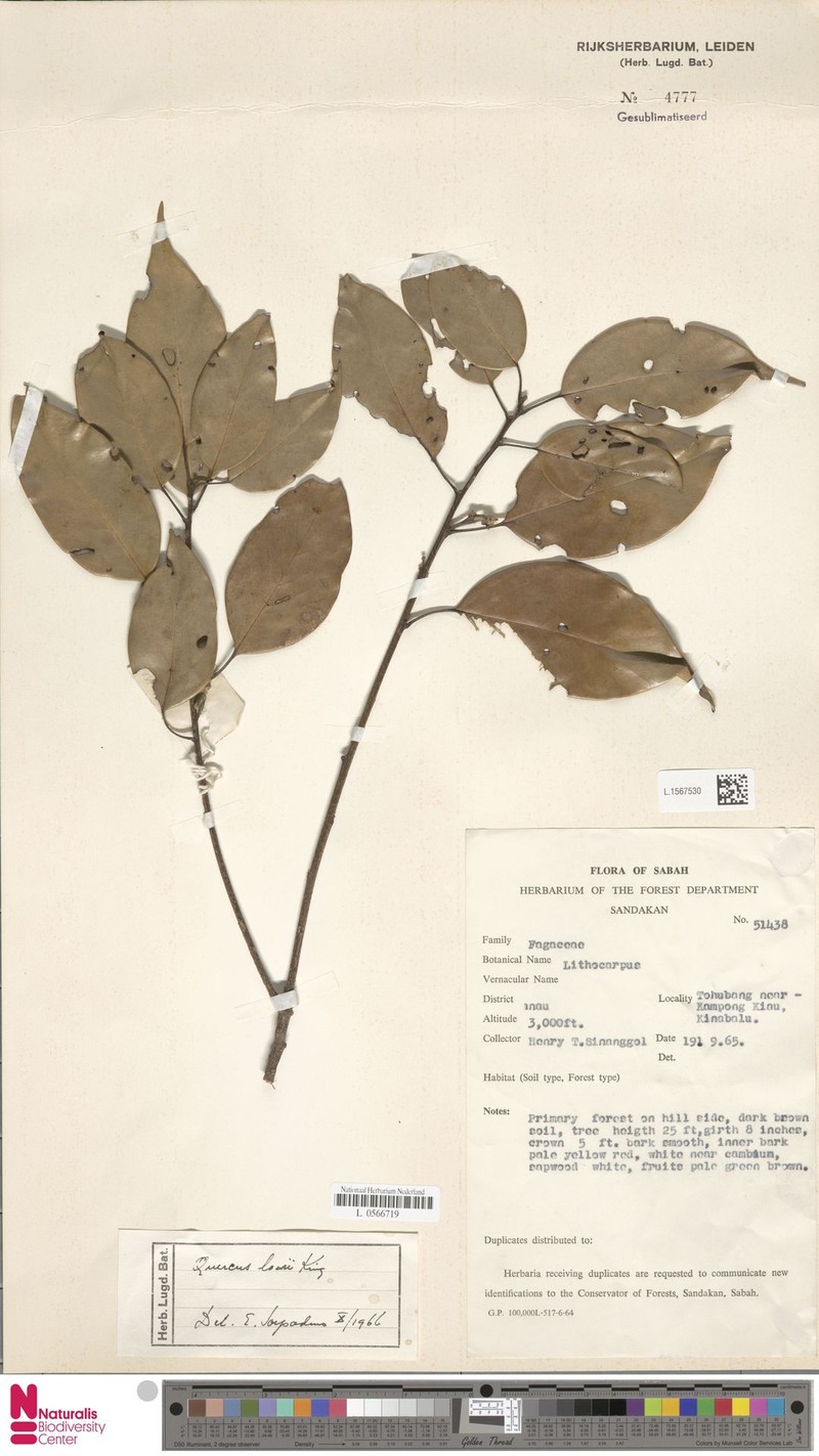 Quercus lowii photo 4