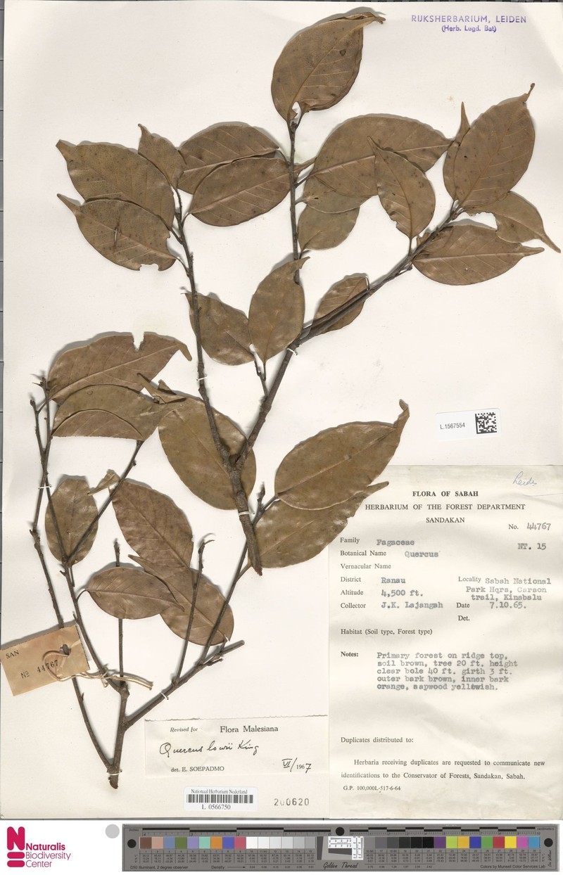 Quercus lowii photo 5