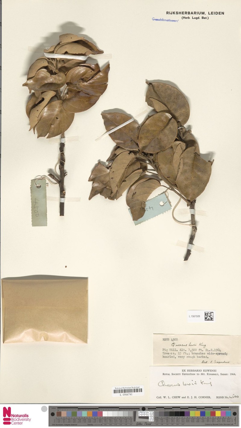 Quercus lowii photo 6