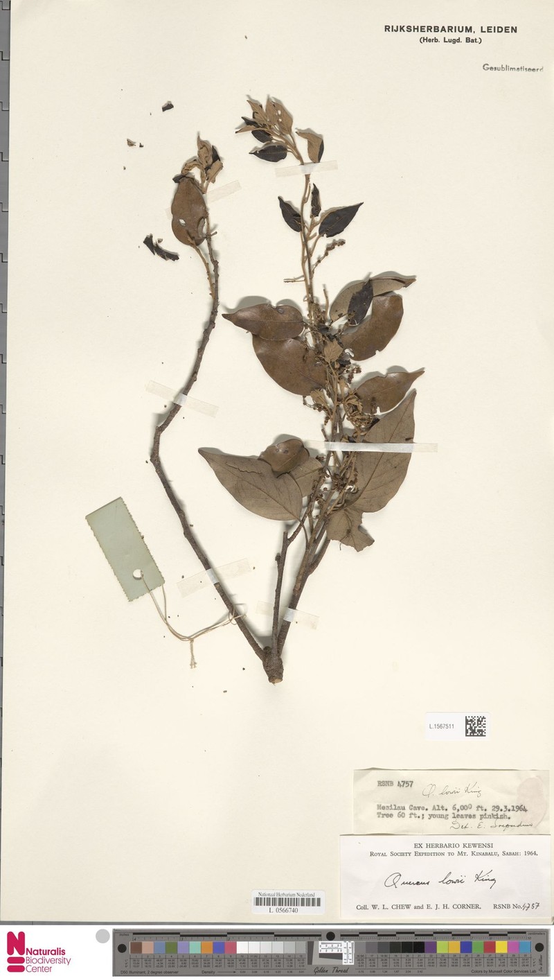 Quercus lowii photo 7