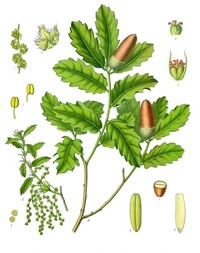 Quercus lusitanica