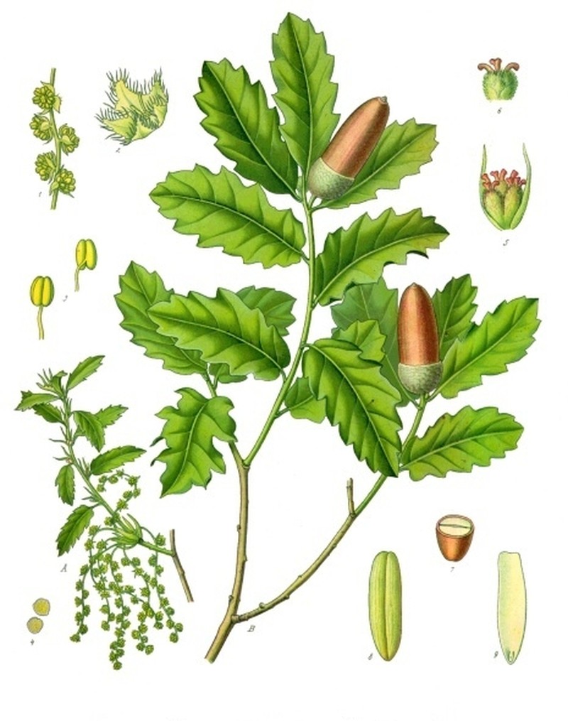 Quercus lusitanica