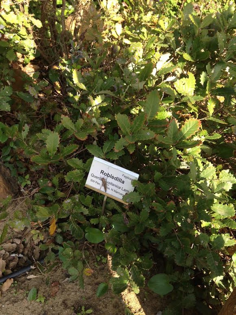 Quercus lusitanica photo 2