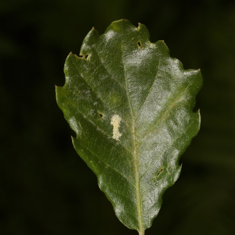 Quercus lusitanica photo 3