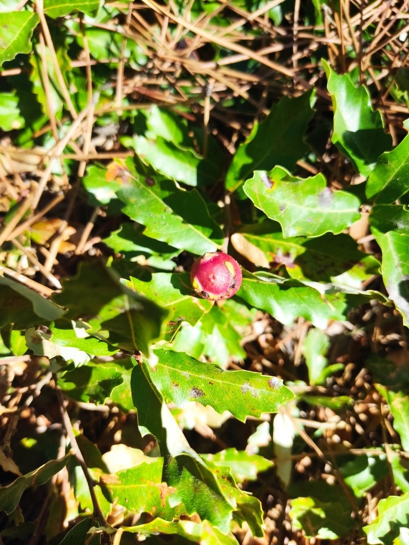 Quercus lusitanica photo 4