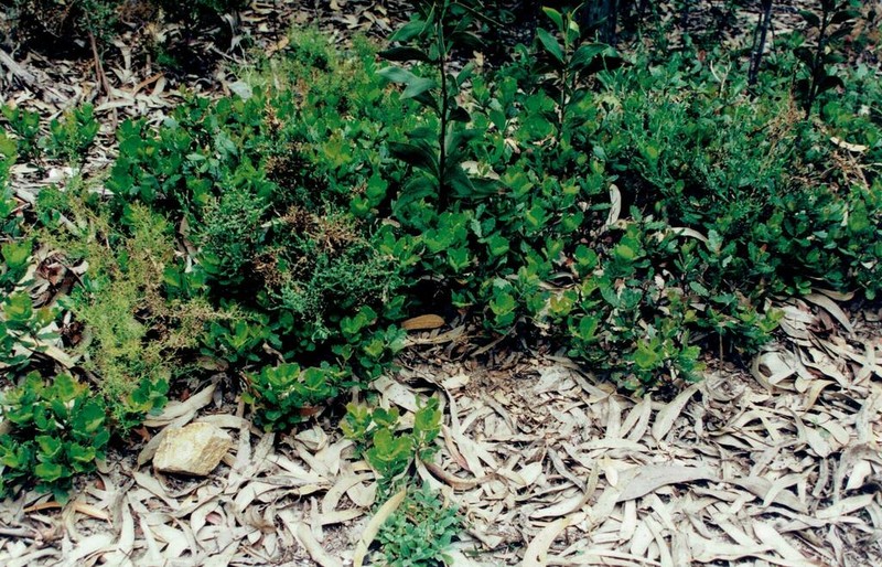 Quercus lusitanica photo 5