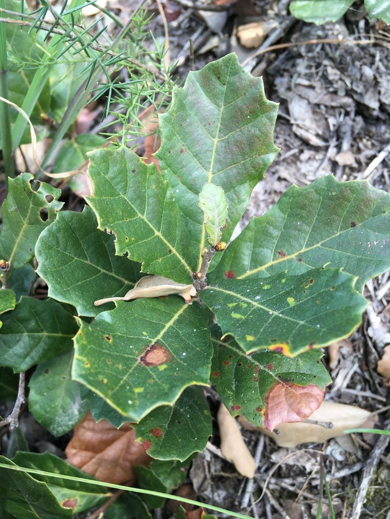 Quercus lusitanica photo 6