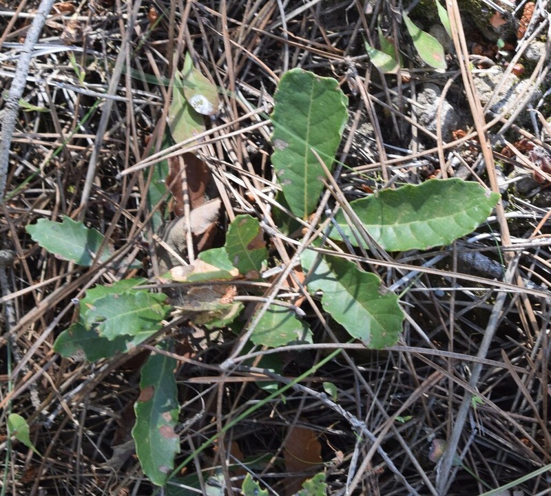 Quercus lusitanica photo 7