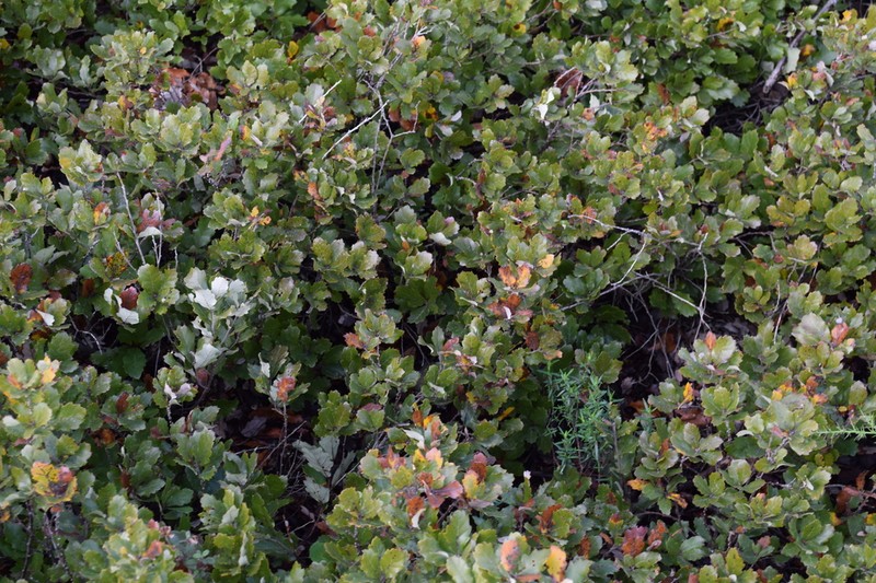 Quercus lusitanica photo 8