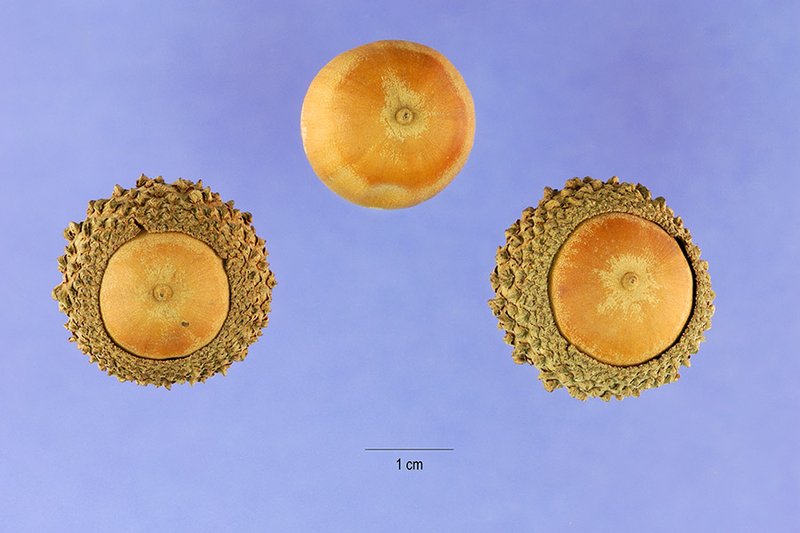 Overcup Oak photo 6