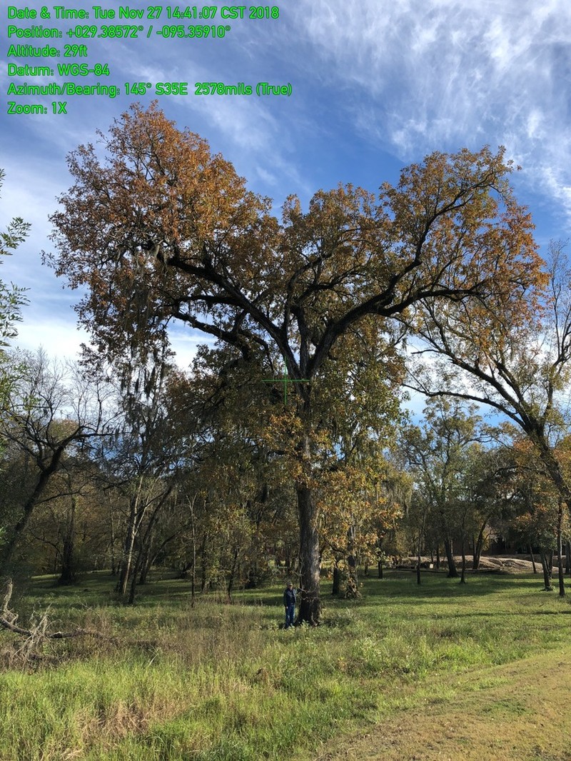 Overcup Oak photo 3
