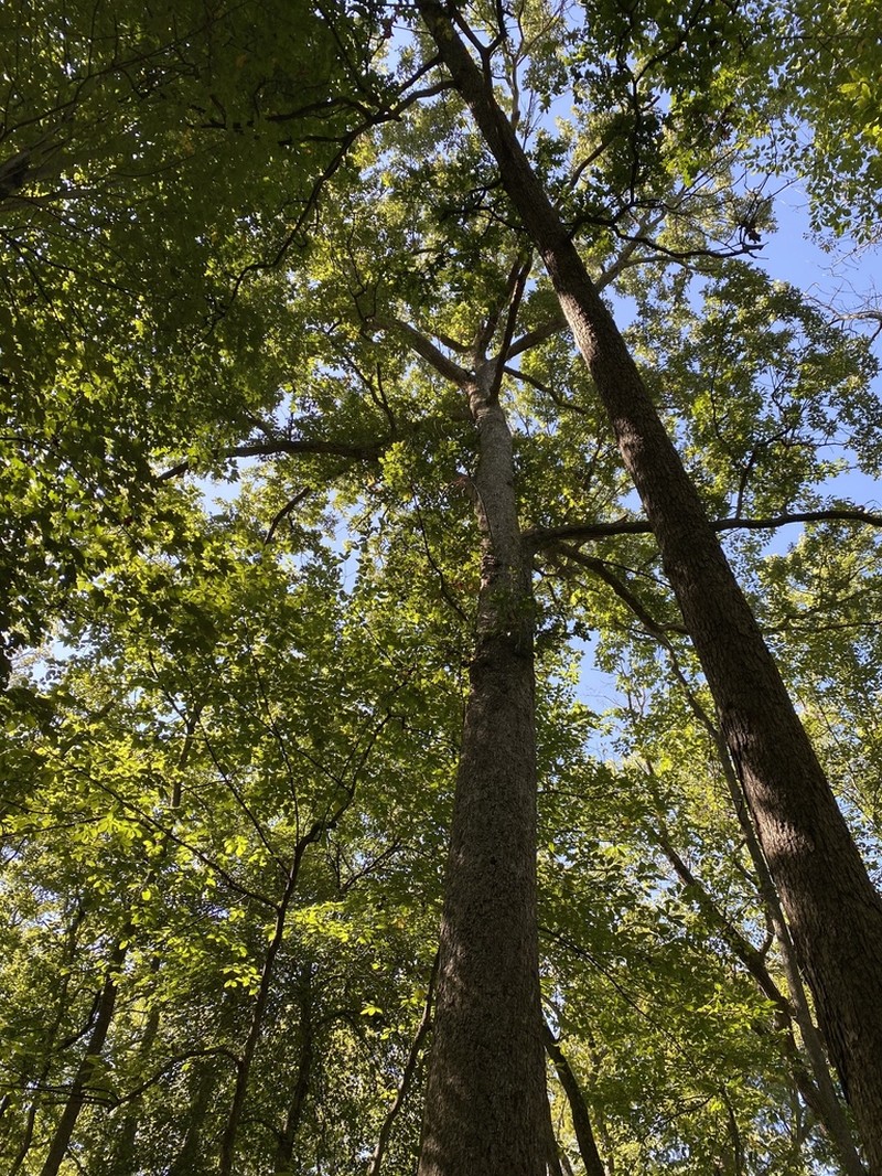 Overcup Oak photo 4