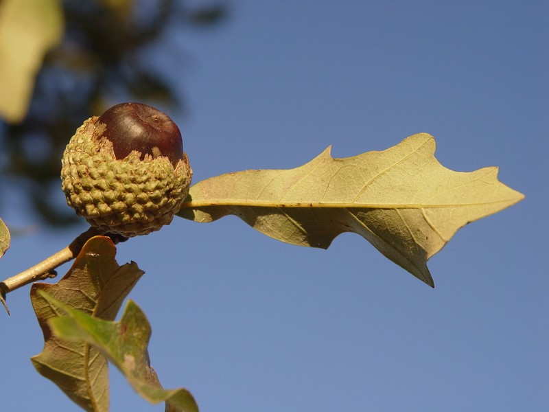 Overcup Oak photo 5
