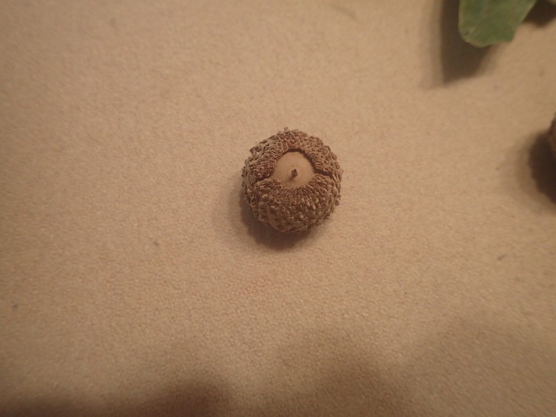 Overcup Oak photo 6