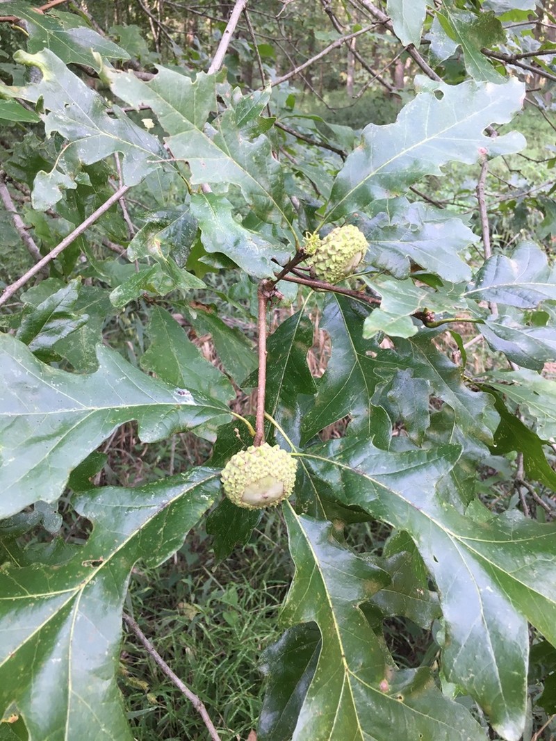 Overcup Oak photo 7