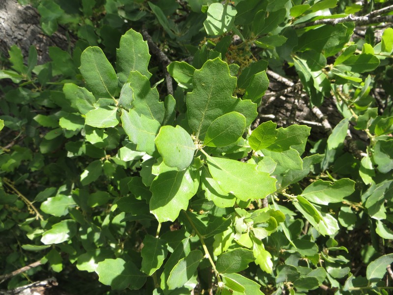Macdonald Oak photo 2