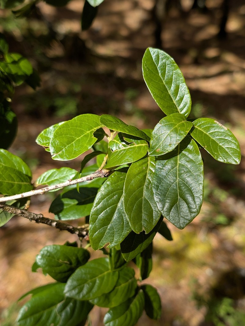 Quercus macdougallii photo 3