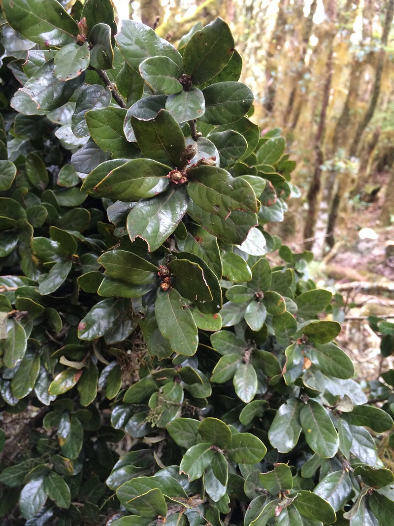 Quercus macdougallii photo 4