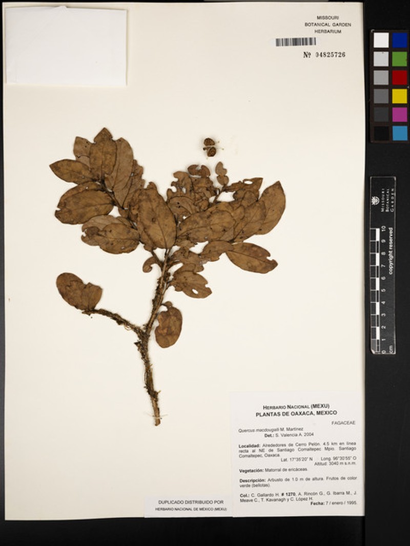 Quercus macdougallii photo 5