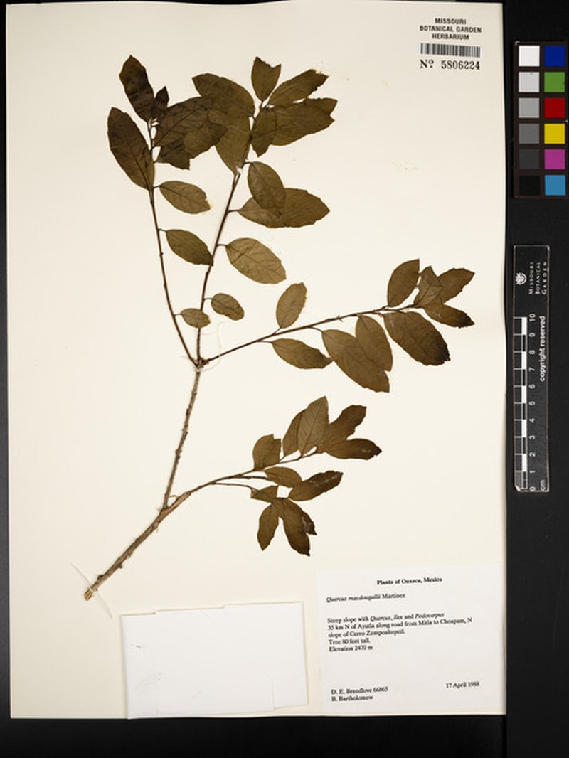 Quercus macdougallii photo 6
