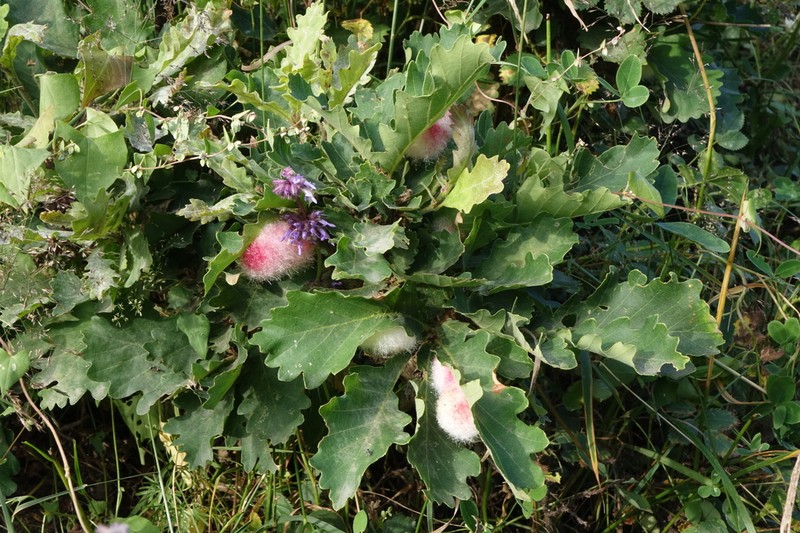 Quercus macranthera photo 2
