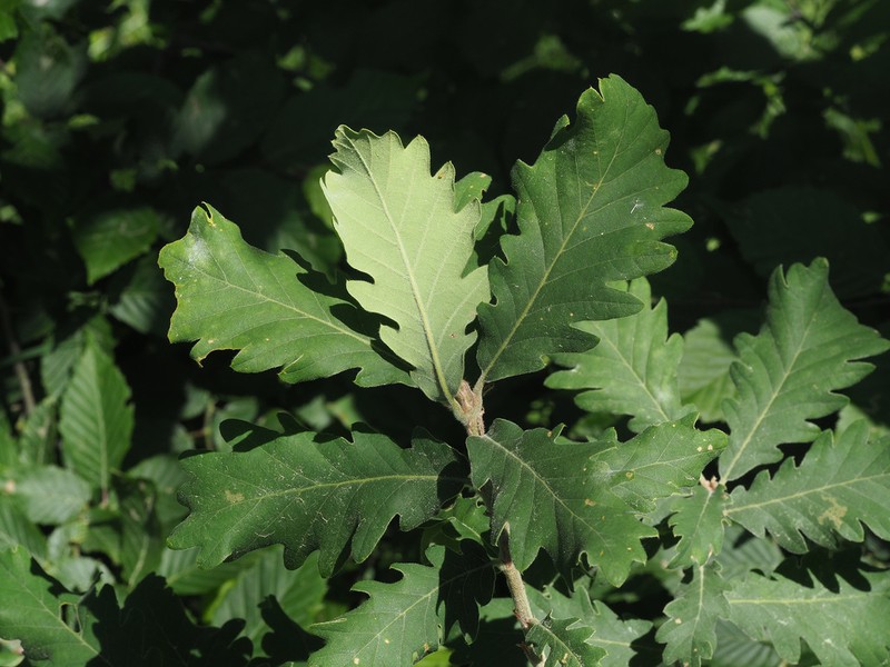 Quercus macranthera photo 3