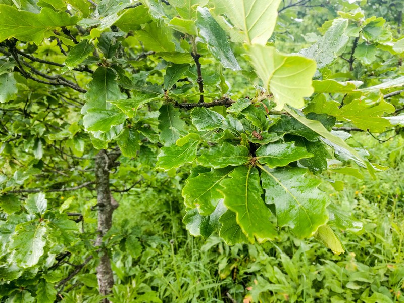 Quercus macranthera photo 4