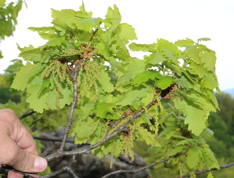 Quercus macranthera photo 5