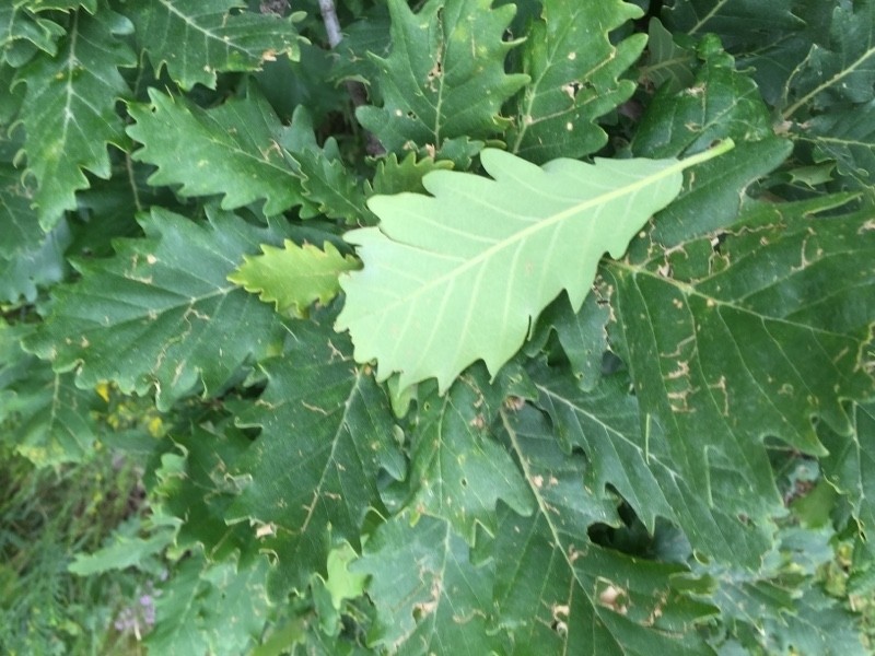 Quercus macranthera photo 6