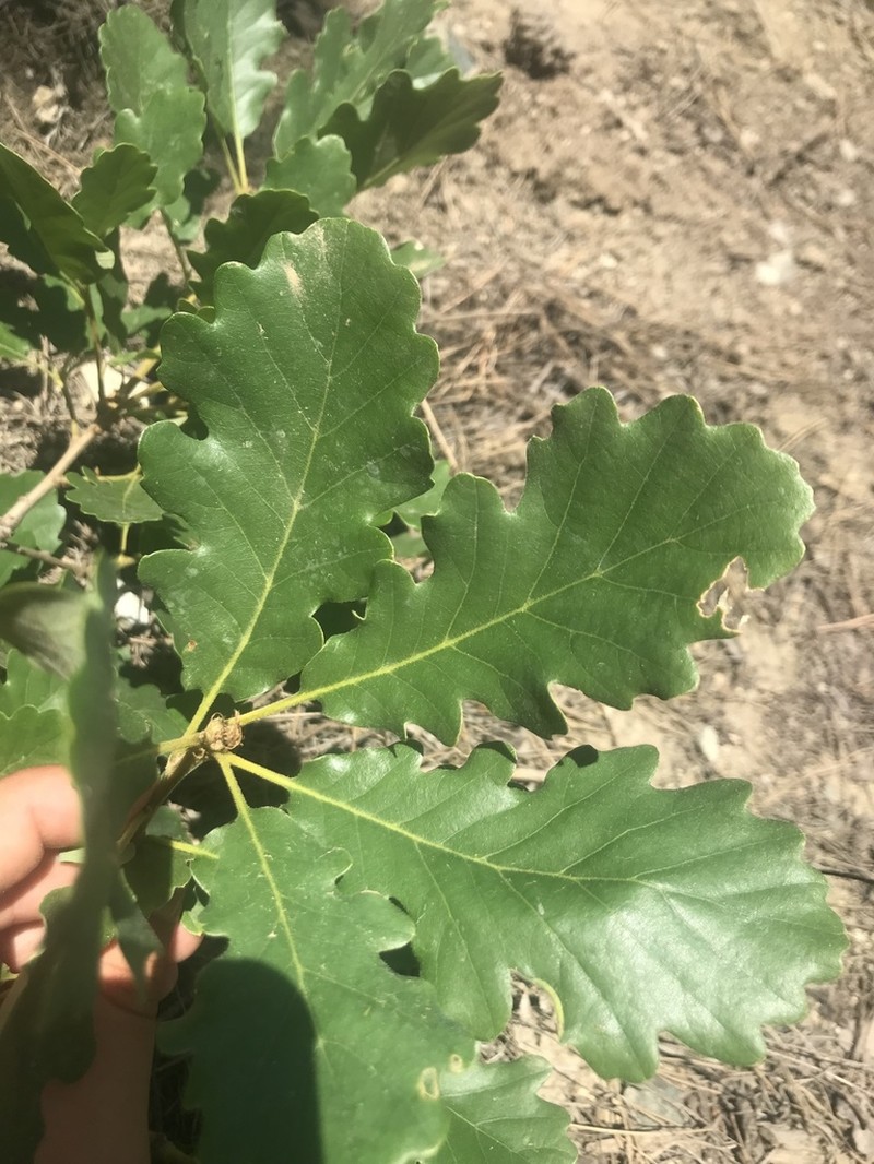 Quercus macranthera photo 7