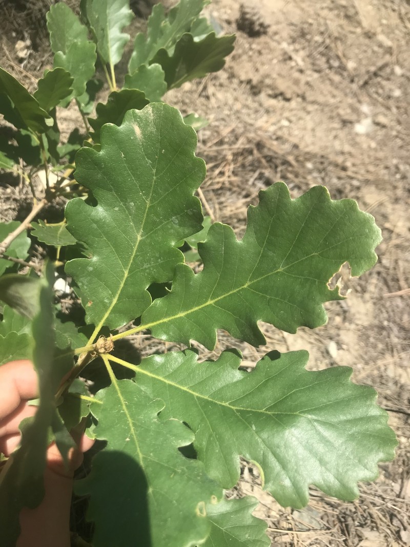 Quercus macranthera subsp. syspirensis