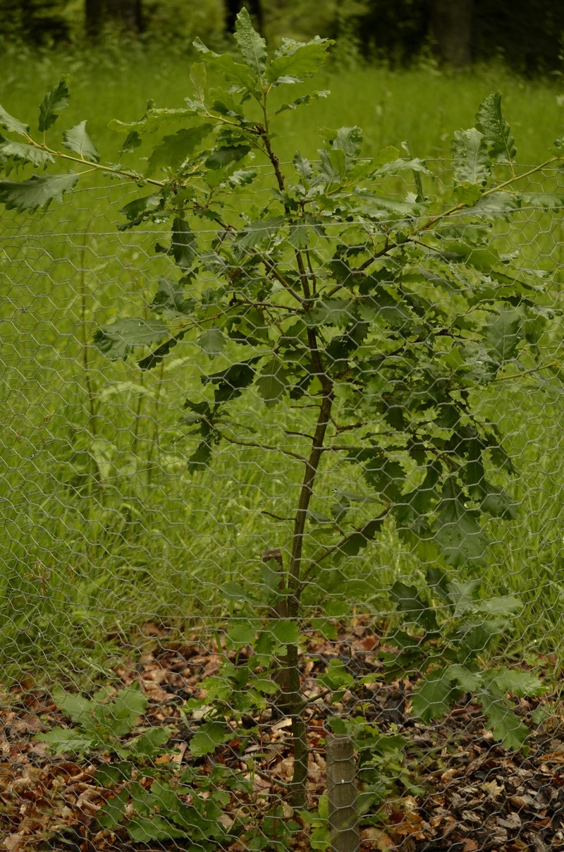 Quercus macranthera subsp. syspirensis photo 2