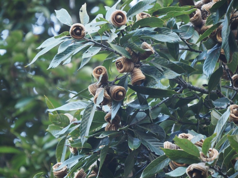 Quercus macrocalyx