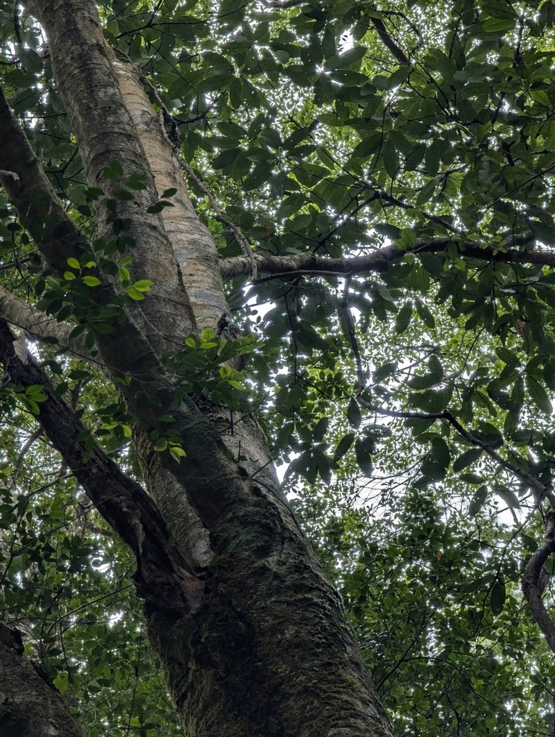 Quercus macrocalyx photo 5
