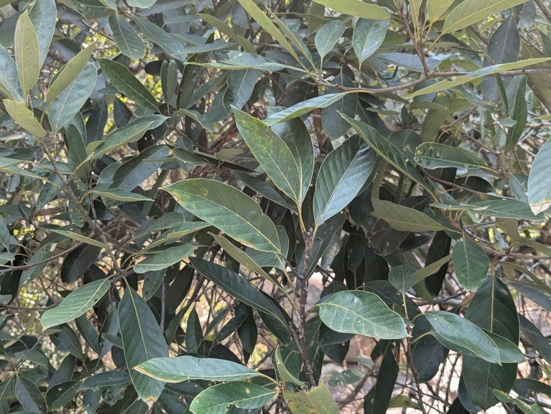 Quercus macrocalyx photo 6