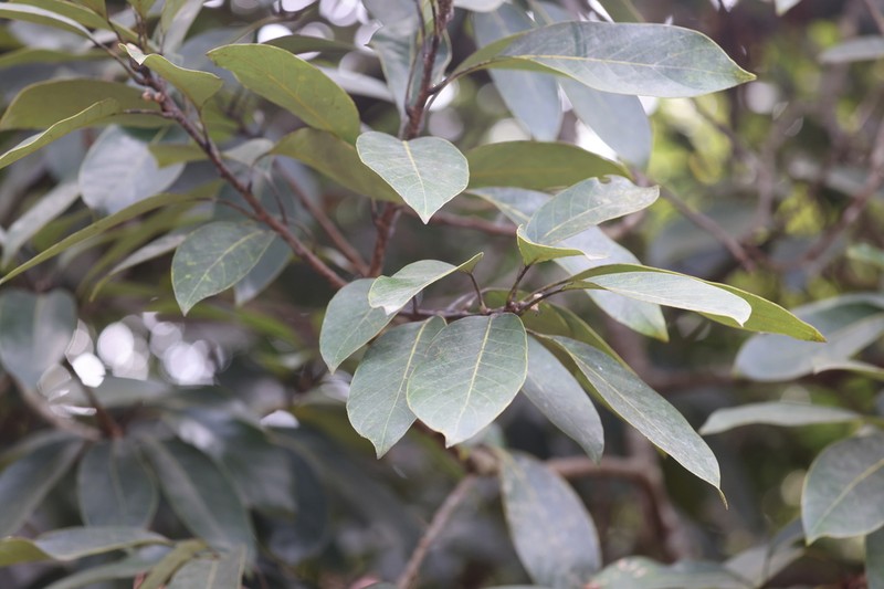 Quercus macrocalyx photo 7