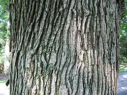Bur Oak
