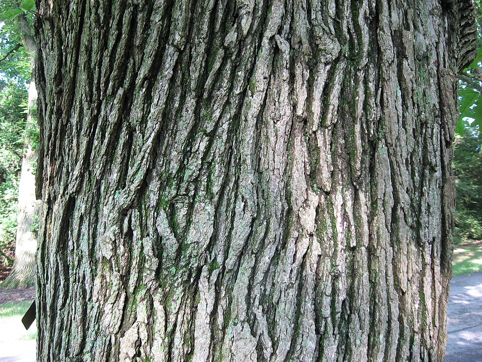 Bur Oak photo 5