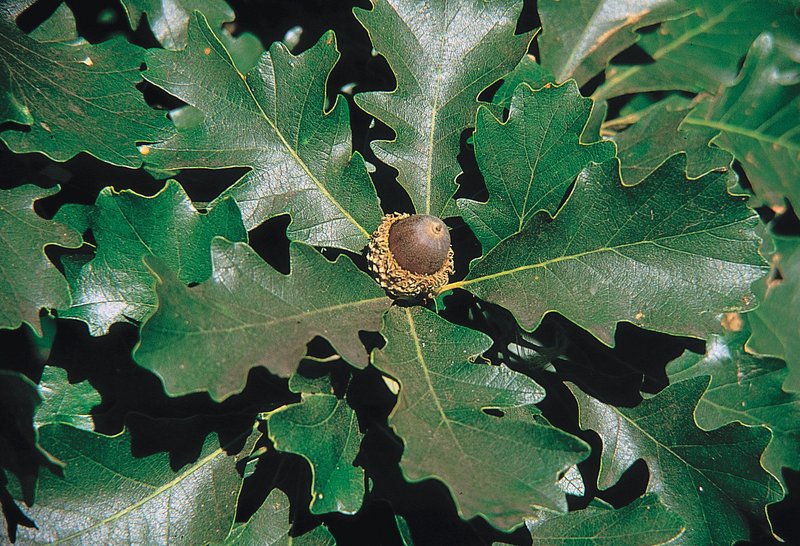 Bur Oak photo 7
