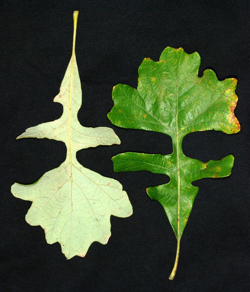 Bur Oak photo 4