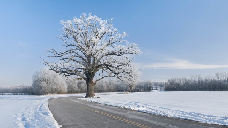 Bur Oak photo 5