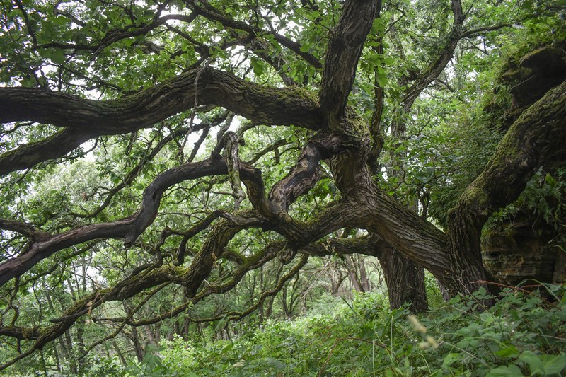 Bur Oak photo 7